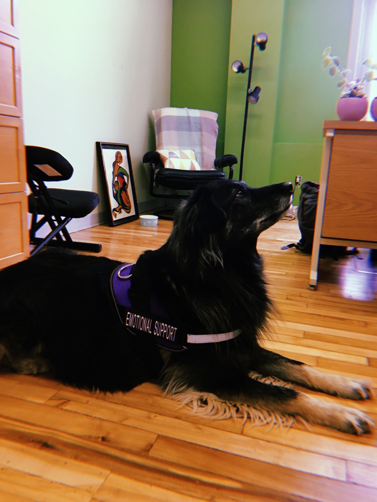 a photograph of a black large dog wearing a purple harness that reads "emotional support". In the background is a green apple coloured wall with an arm charm and a lighting tree. 